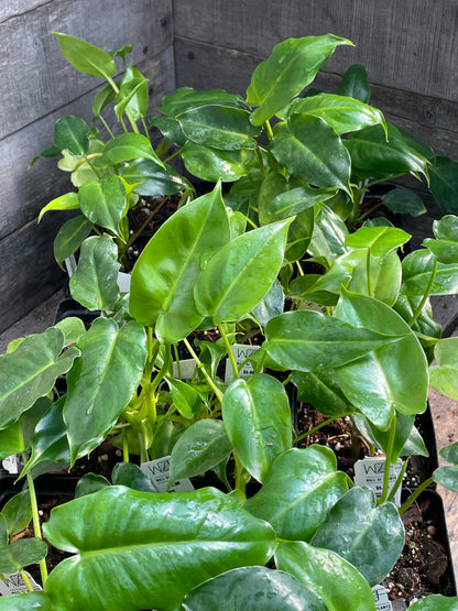 Philodendron Burle Marx