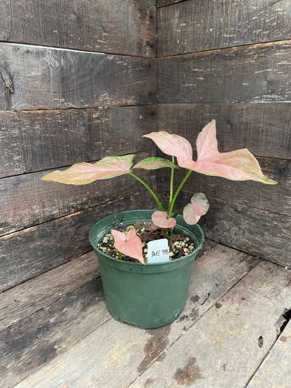 Syngonium Pink Perfection AE98
