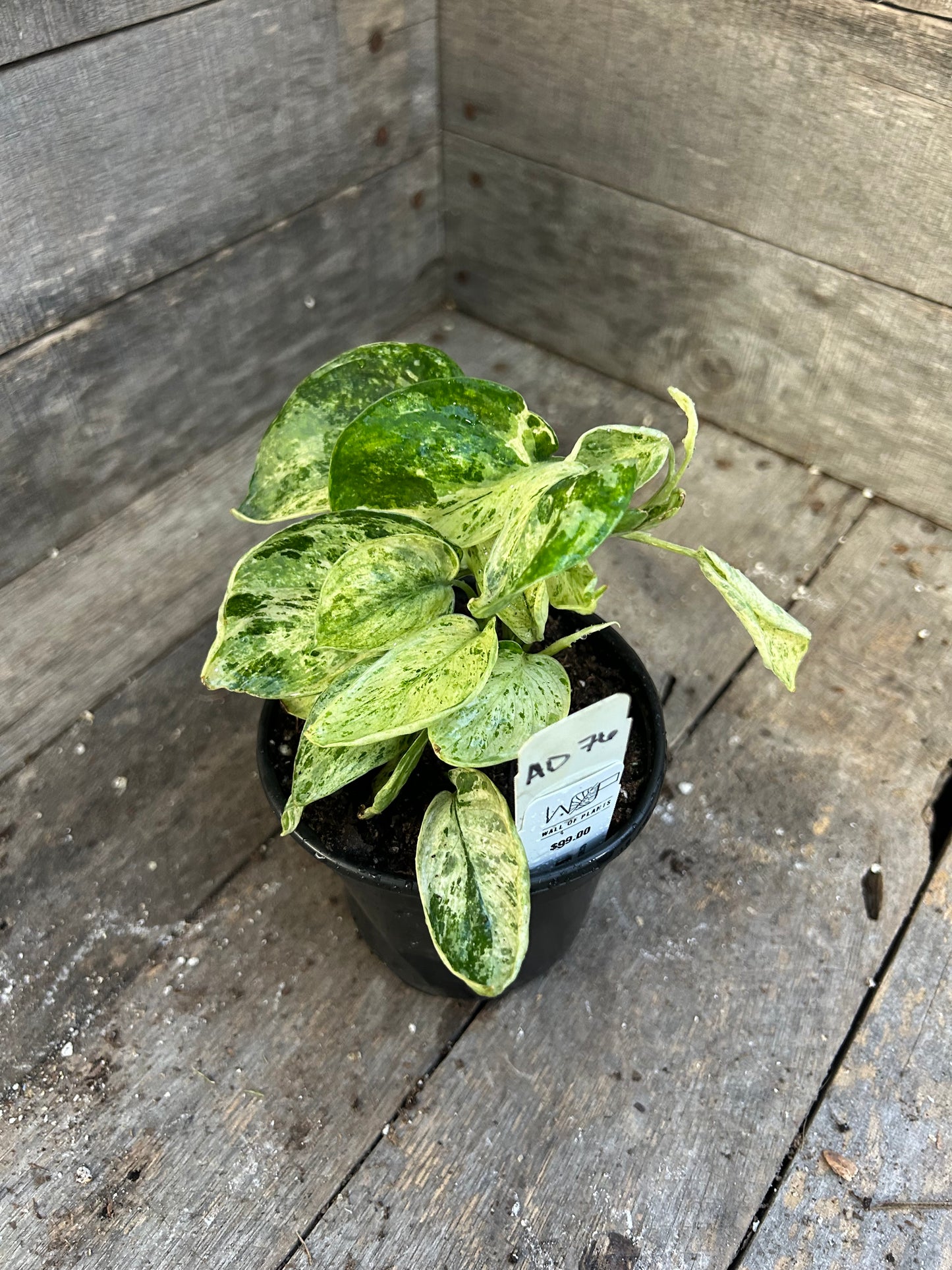 Scindapsus Marble Queen AD76