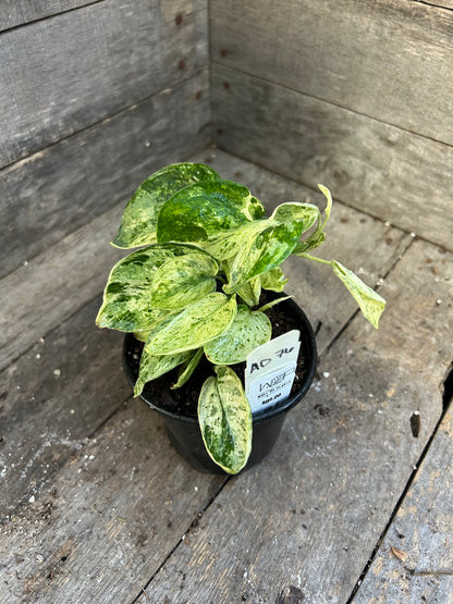 Scindapsus Marble Queen AD76