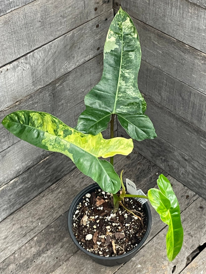 Philodendron Florida Beauty x Billietiae AC92