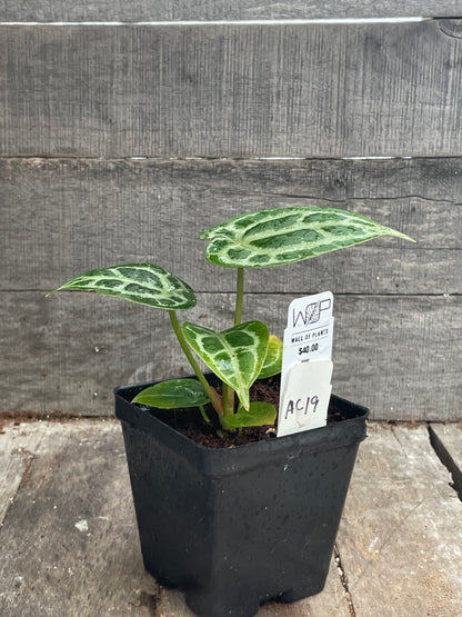 Anthurium ‘Dark Silver’