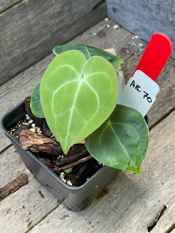 Anthurium Clarinervium AE70