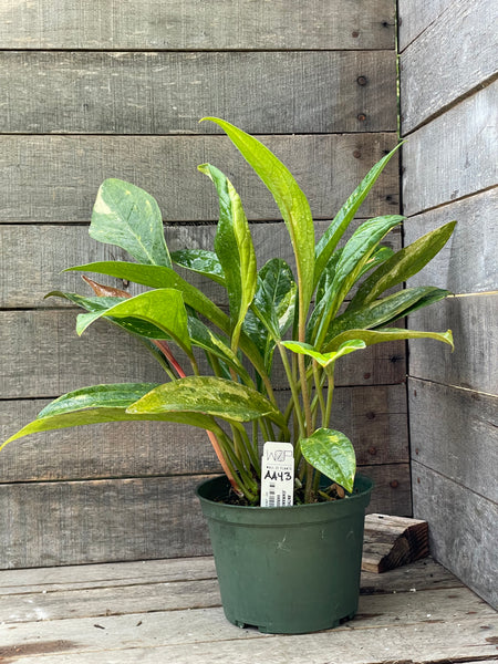 Anthurium Jenmanii 'Birds Nest' Aurea Variegated