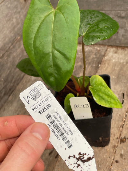Anthurium ‘Blue Dress’