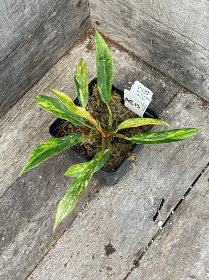 Philodendron ‘Fire Tiger’ Caramel Marble AE13