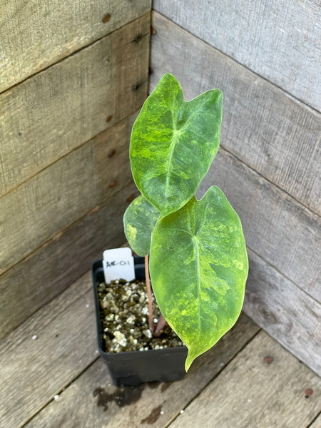 Alocasia Pink Dragon Aurea Variegated