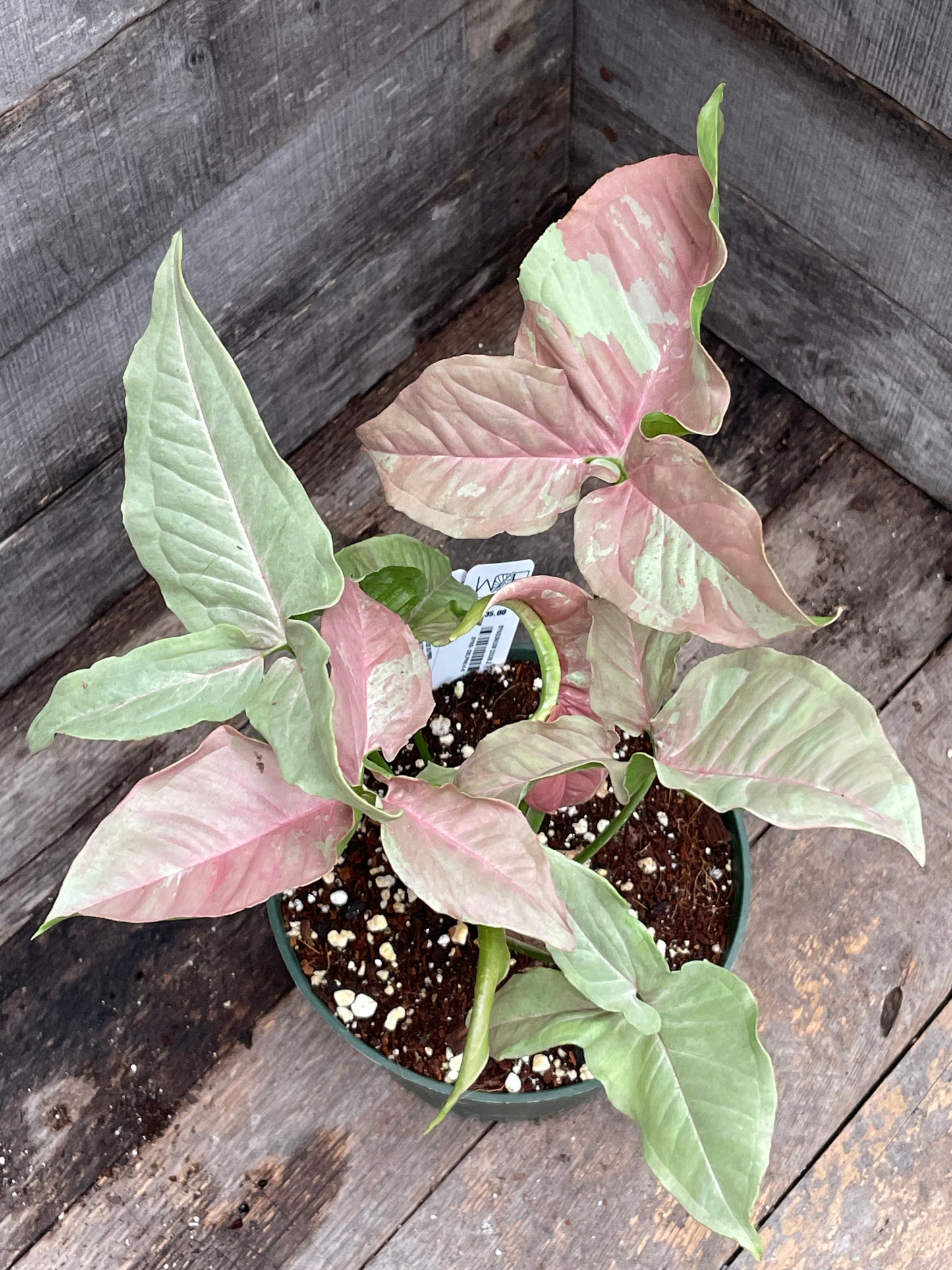Syngonium Double Pink AA08
