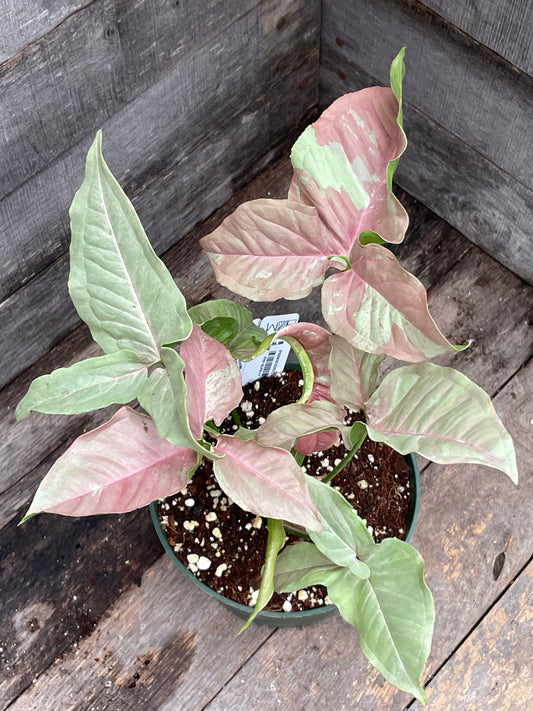 Syngonium Double Pink AA08