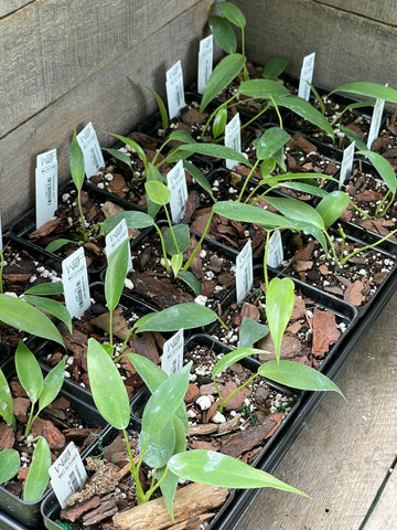 Philodendron Joepii