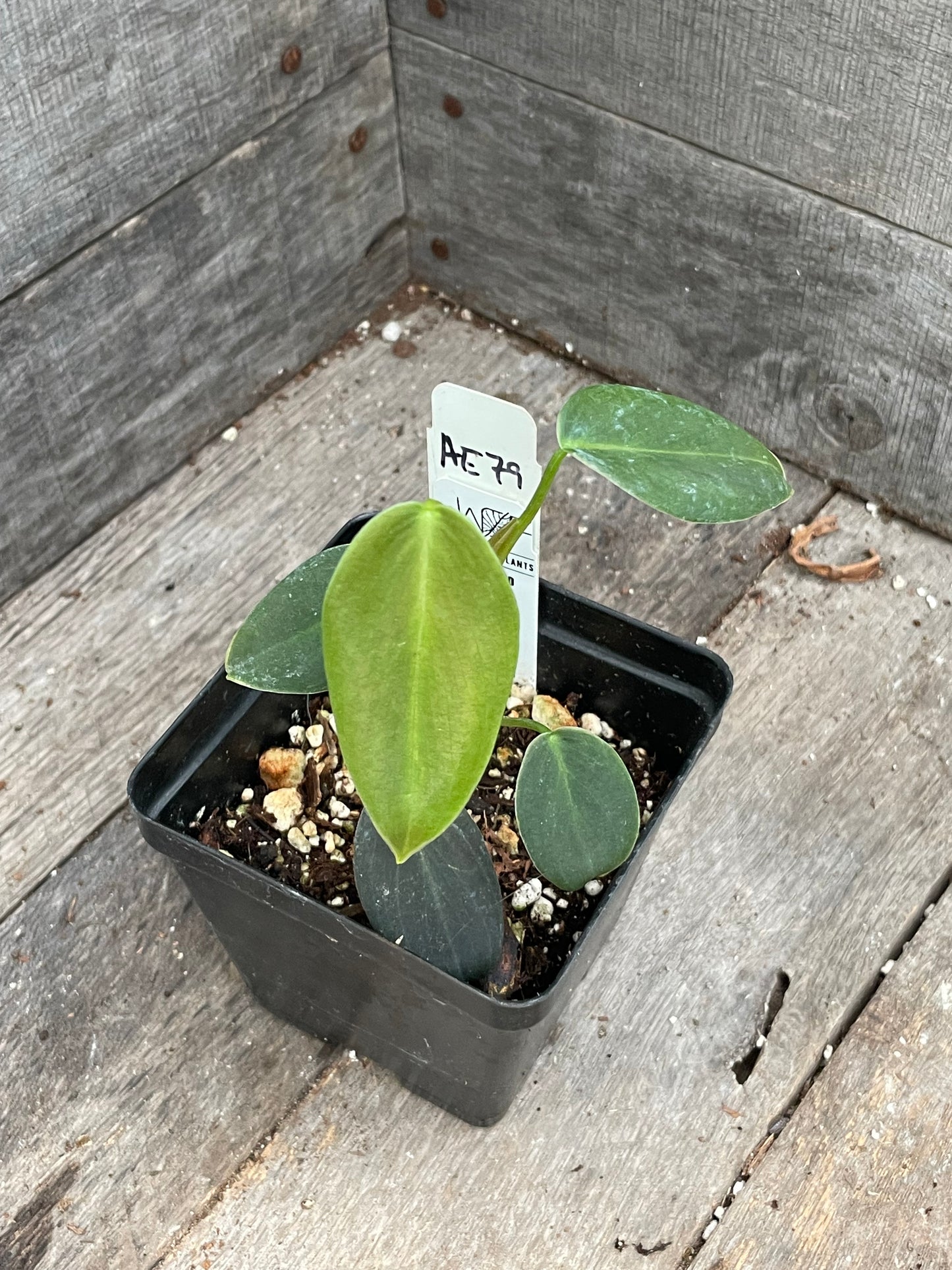 Philodendron Gigas