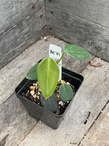 Philodendron Gigas