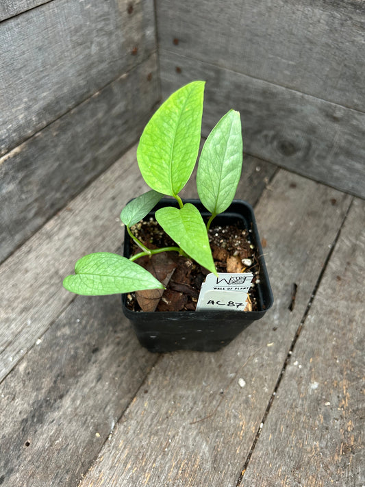 Custom Order- K. Queen