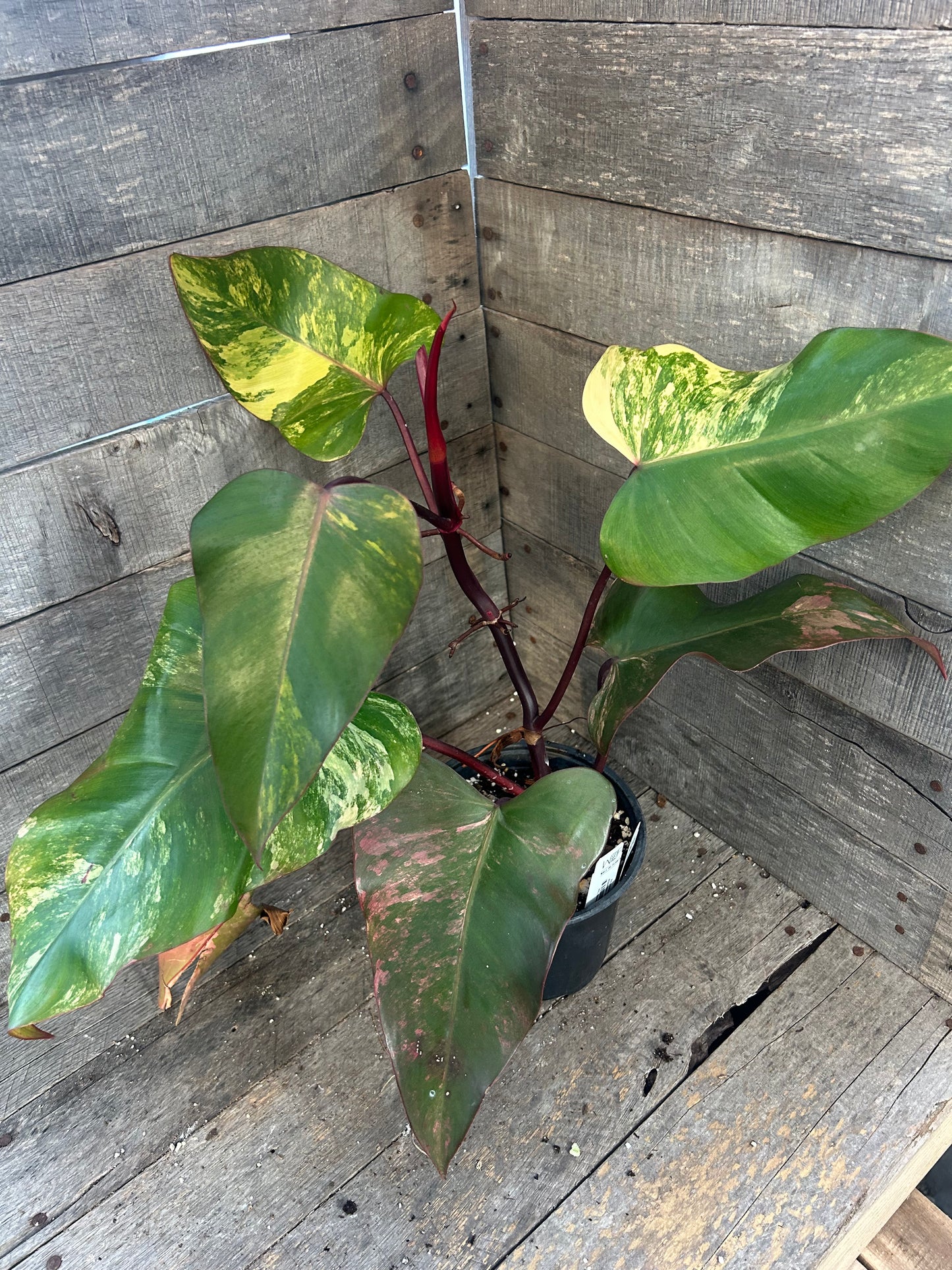 Philodendron Strawberry Shake AE62