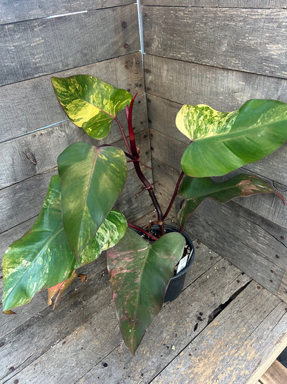 Philodendron Strawberry Shake AE62