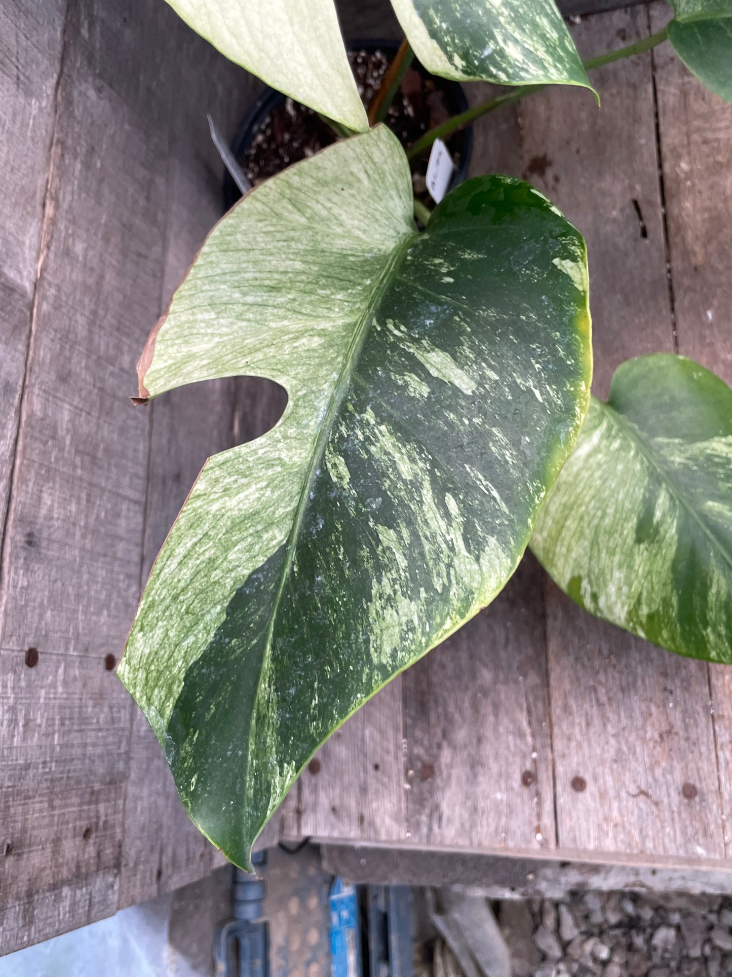 Monstera Deliciosa Mint Variegated AC79