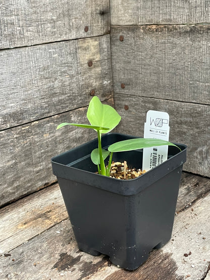 Philodendron Bipennifolium