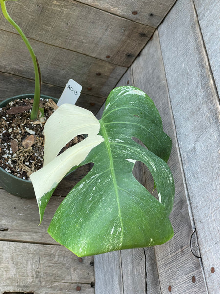 Monstera Albo Rooted Mid Cut - AD13