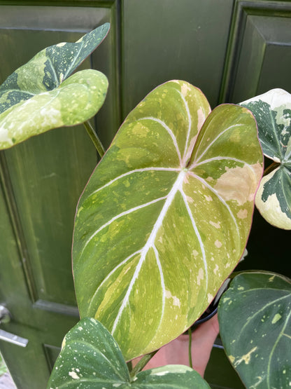 Philodendron Gloriosum Tricolor AE12