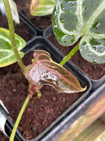Anthurium ‘Red Rum’