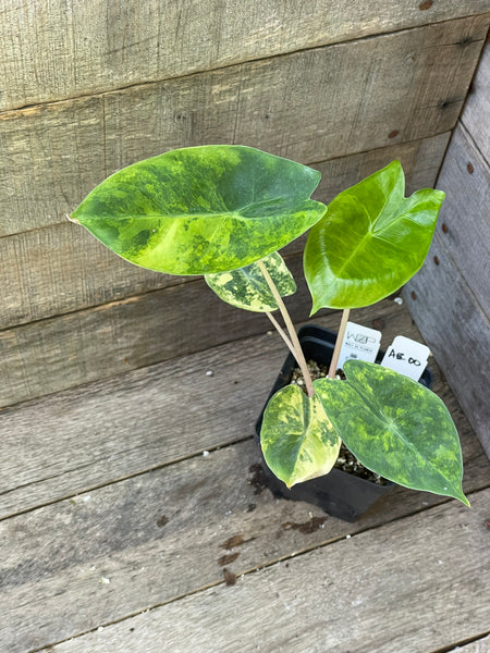 Alocasia Pink Dragon Aurea Variegated