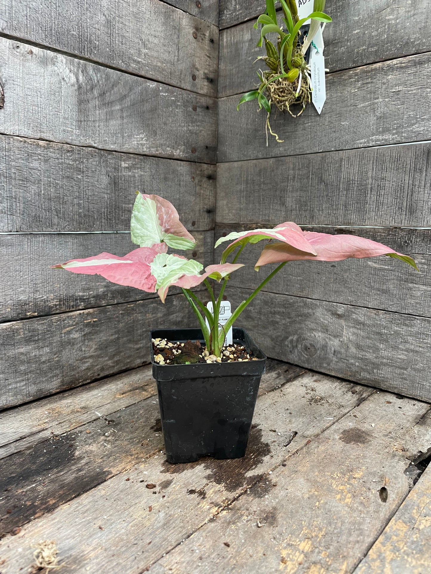 Syngonium Raspberry AA04