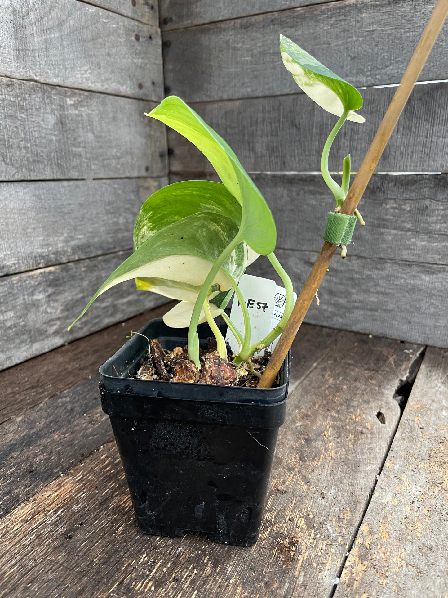 Scindapsus Jade Satin Variegated AE57