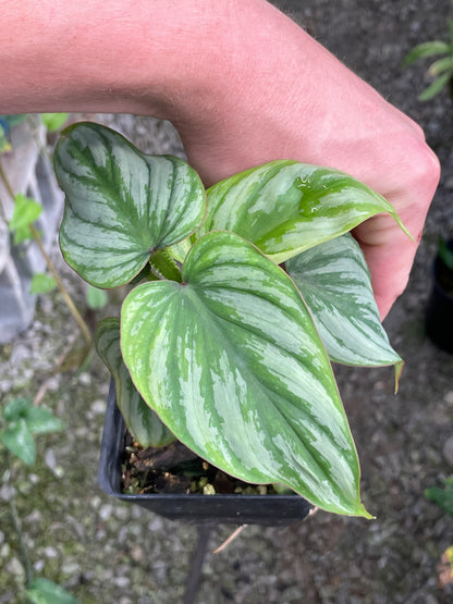 Philodendron Mamei Silver Cloud