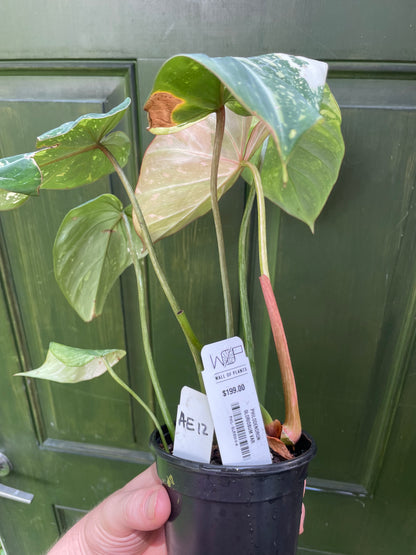 Philodendron Gloriosum Tricolor AE12