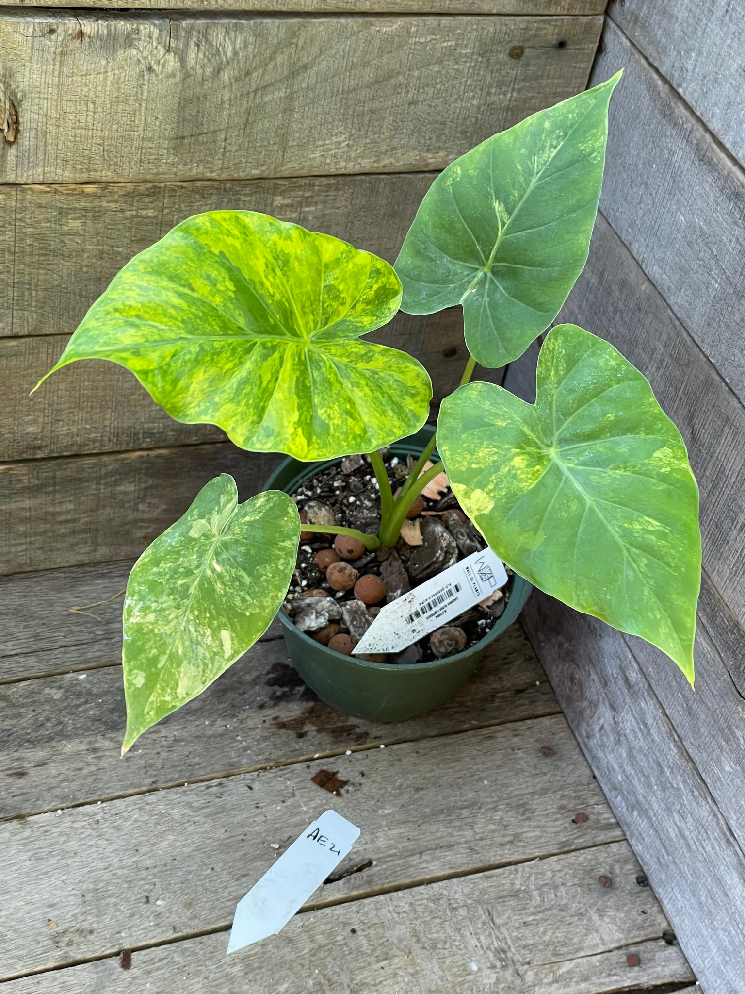 Alocasia Gageana Aurea Variegated AE21