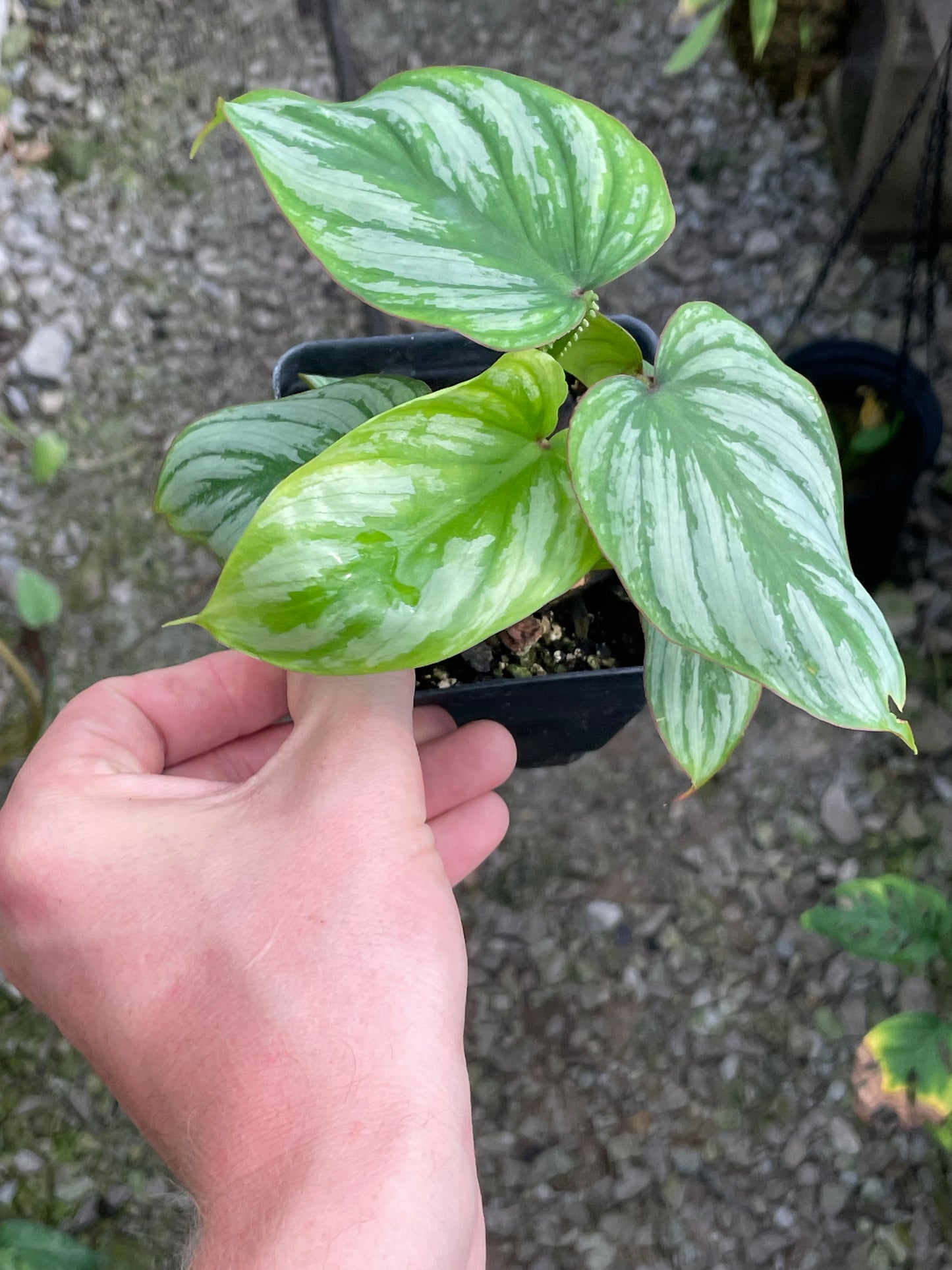 Philodendron Mamei Silver Cloud