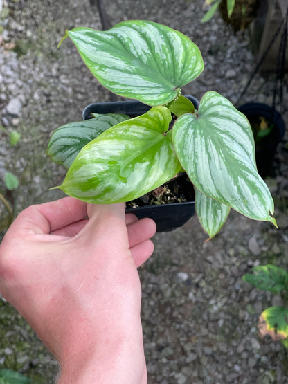 Philodendron Mamei Silver Cloud