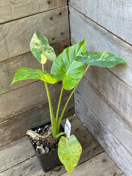 Alocasia Gageana Aurea Variegated AE16