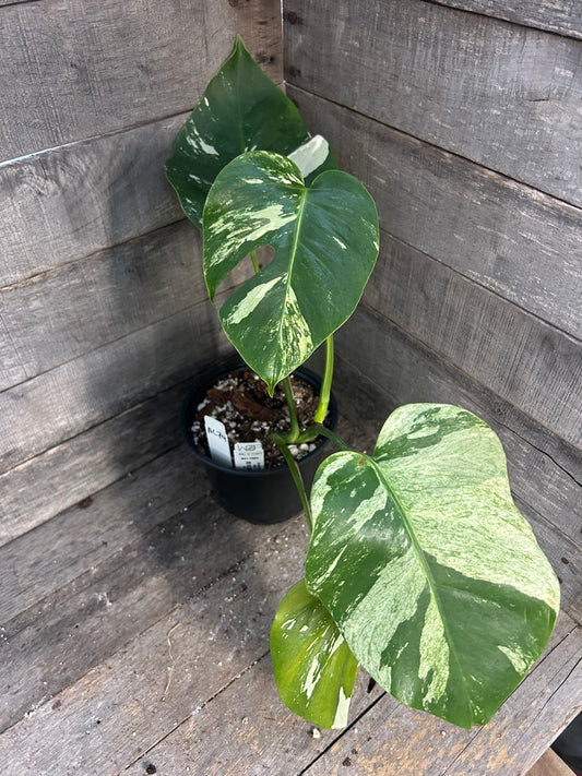 Monstera Deliciosa Mint Variegated AC74