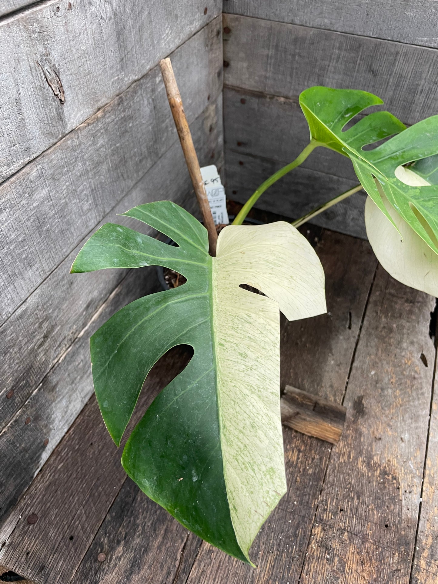 Monstera Deliciosa Mint Variegated AE95