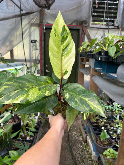 Anthurium Variegated No ID