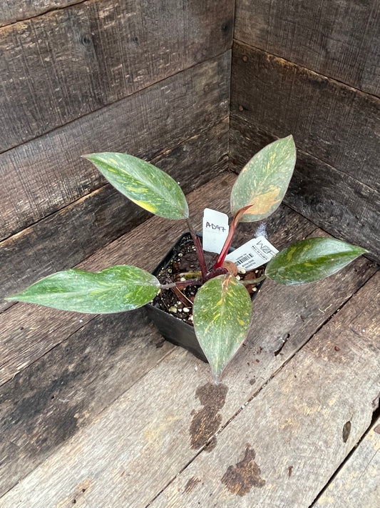 Philodendron Orange Princess Galaxy AD97