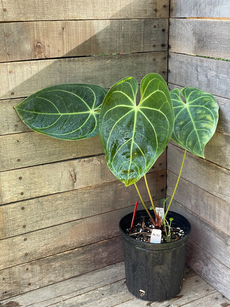 Anthurium Magnificum