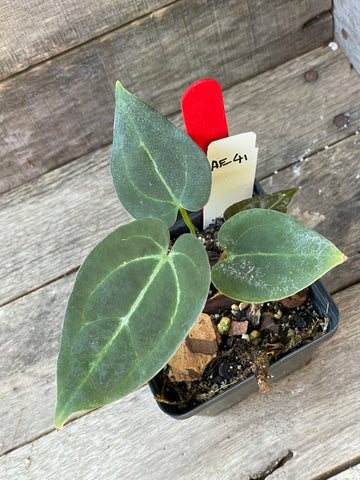 Anthurium Ace Of Spades AE41