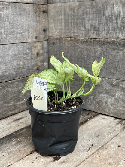 Scindapsus Marble Queen AD61