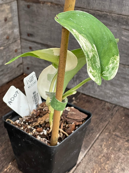 Scindapsus Jade Satin Variegated AD07