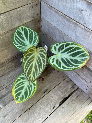 Anthurium Dorayaki 'Silver Blush' AE64