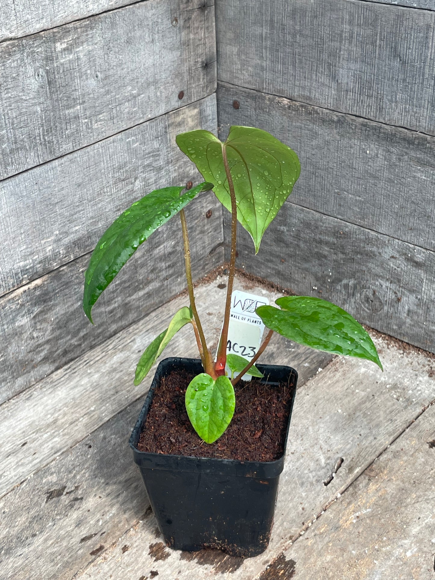 Anthurium ‘Blue Dress’