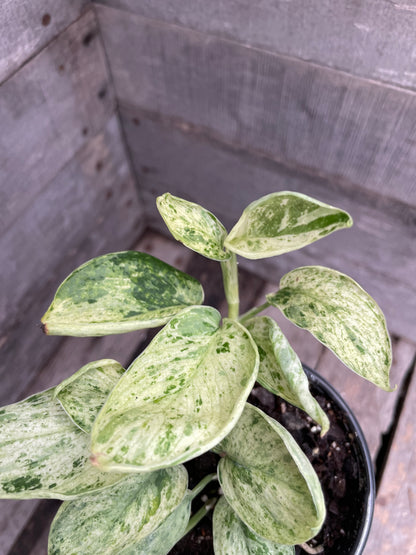 Scindapsus Marble Queen AD61