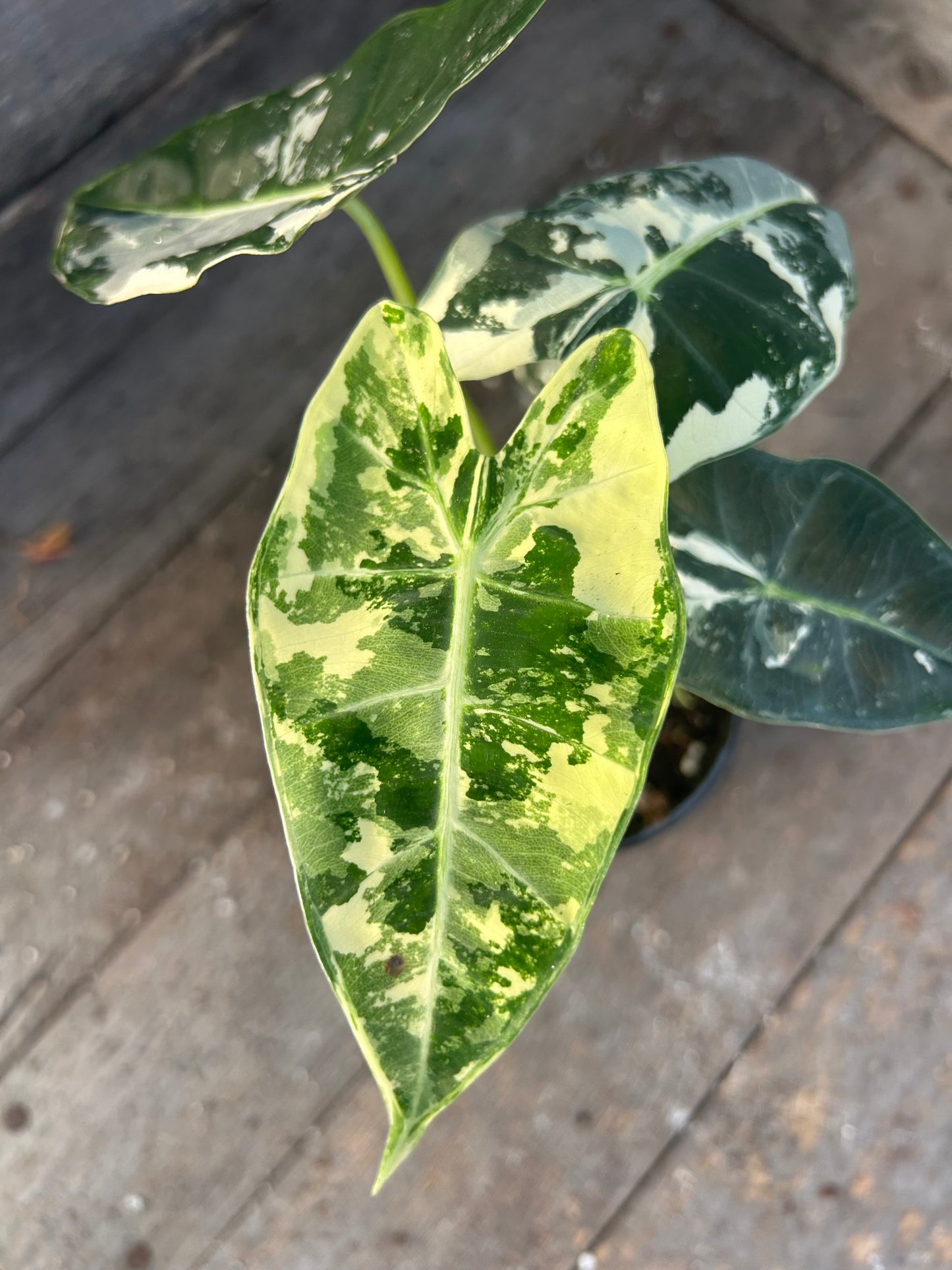 Alocasia Frydek Variegated