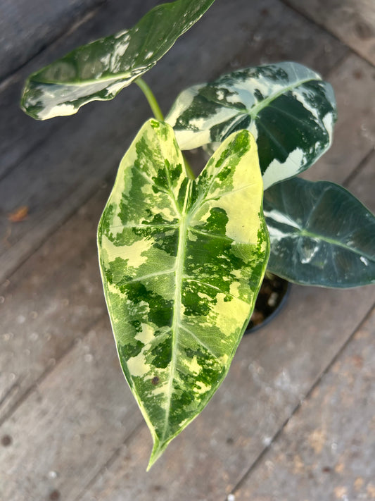 Alocasia Frydek Variegated