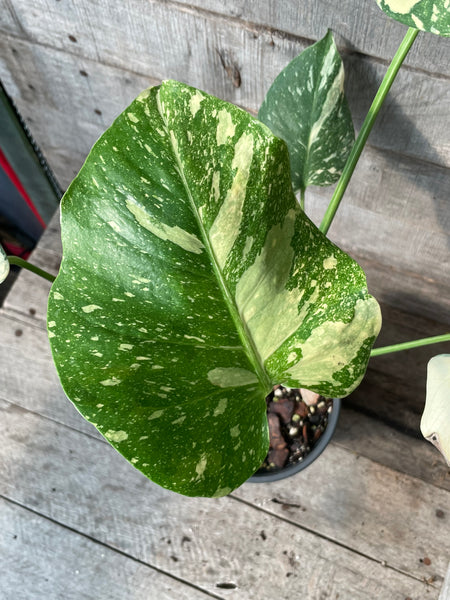 Monstera Thai Constellation 'Creme Brule'