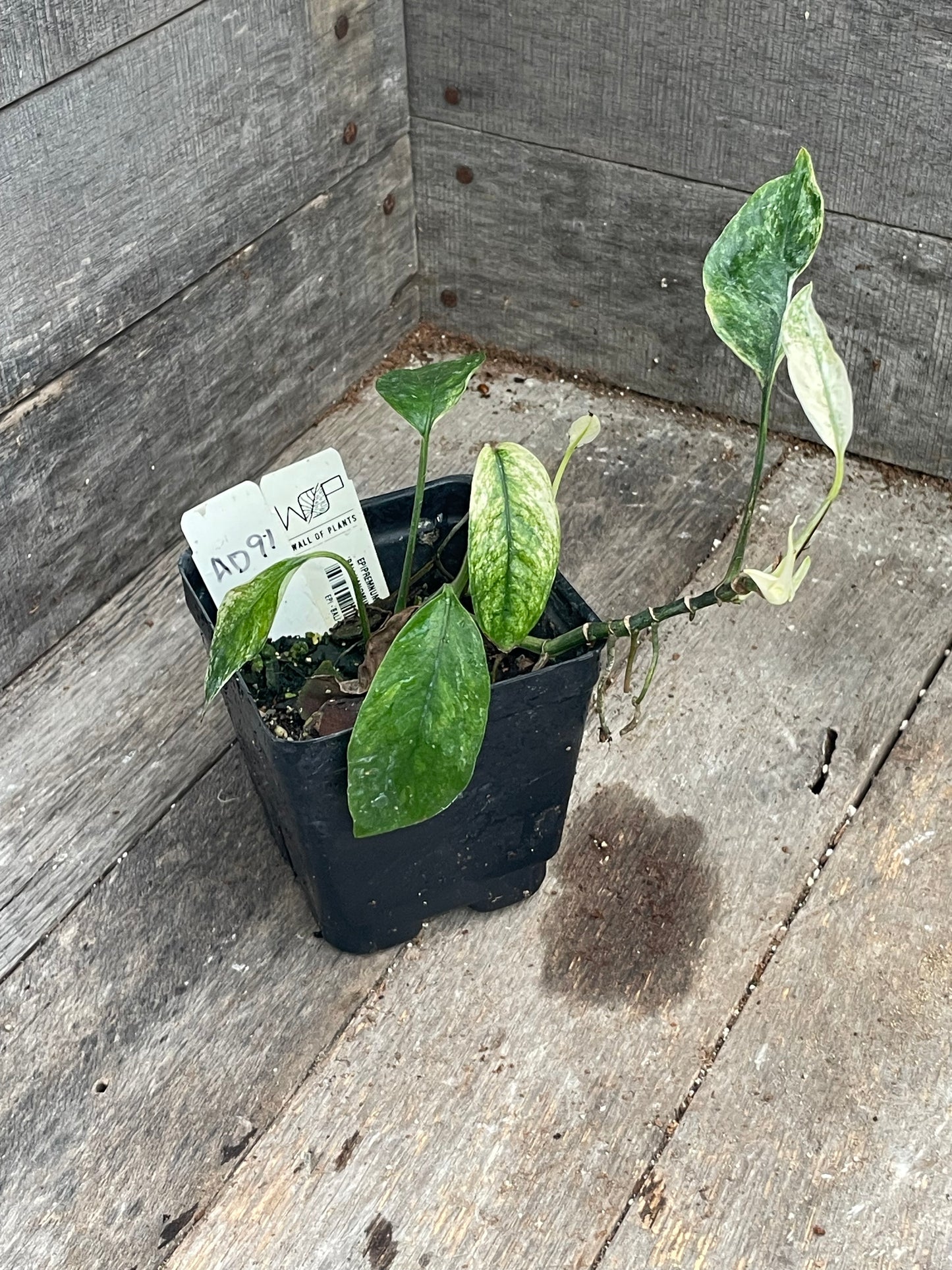 Epipremnum Hanoman Sp. ‘Bali’ AD91