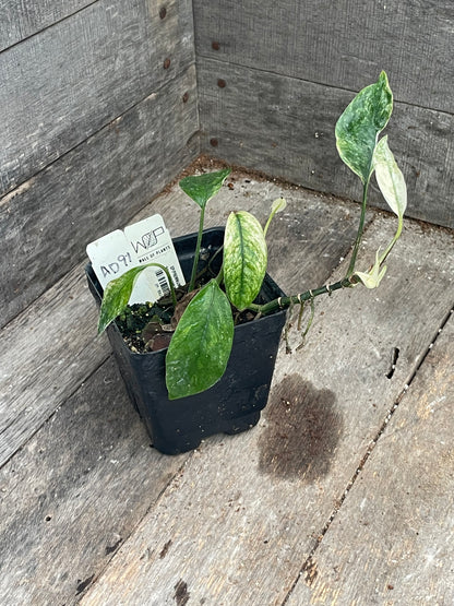 Epipremnum Hanoman Sp. ‘Bali’ AD91
