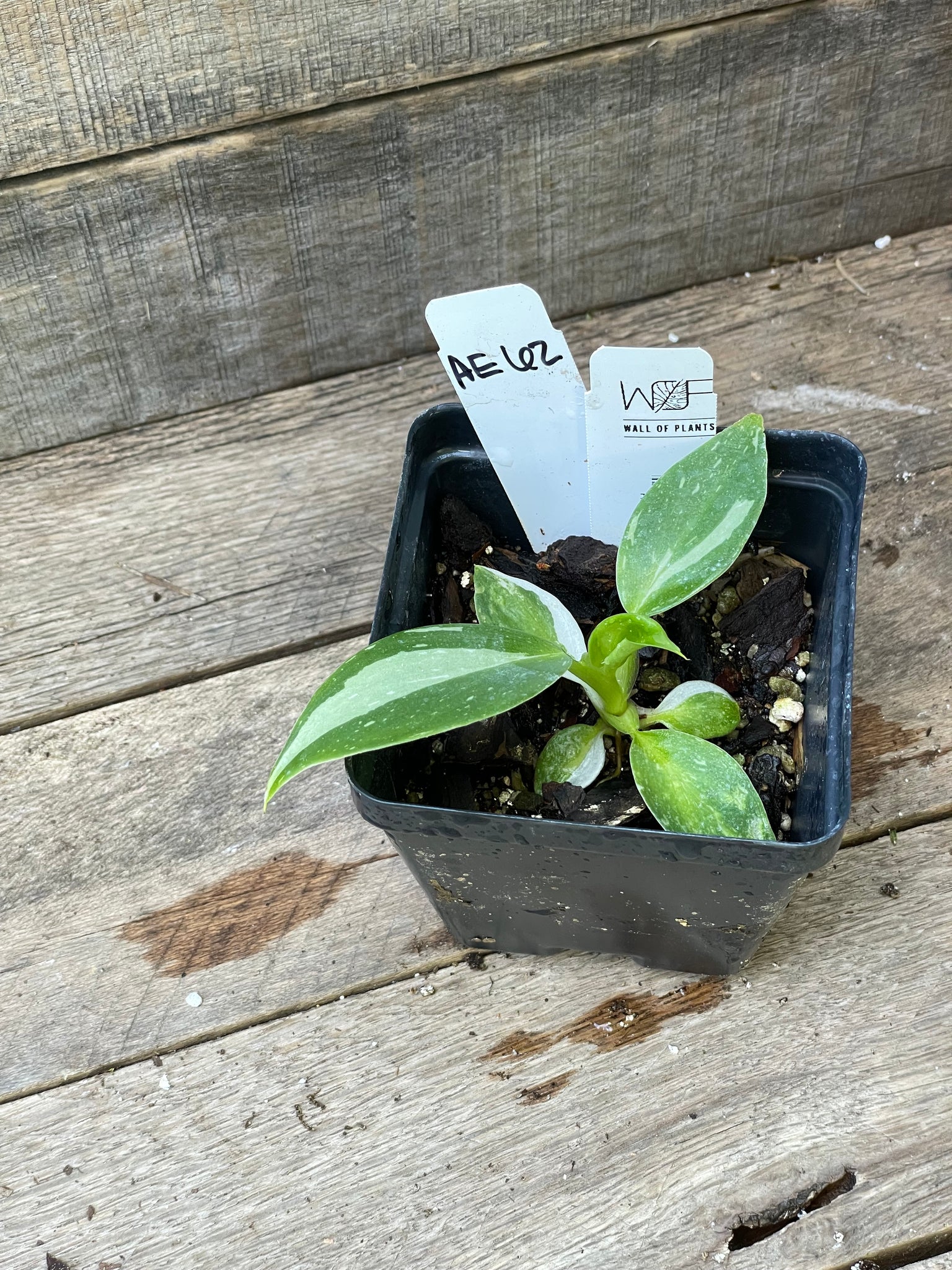 Philodendron White Wizard